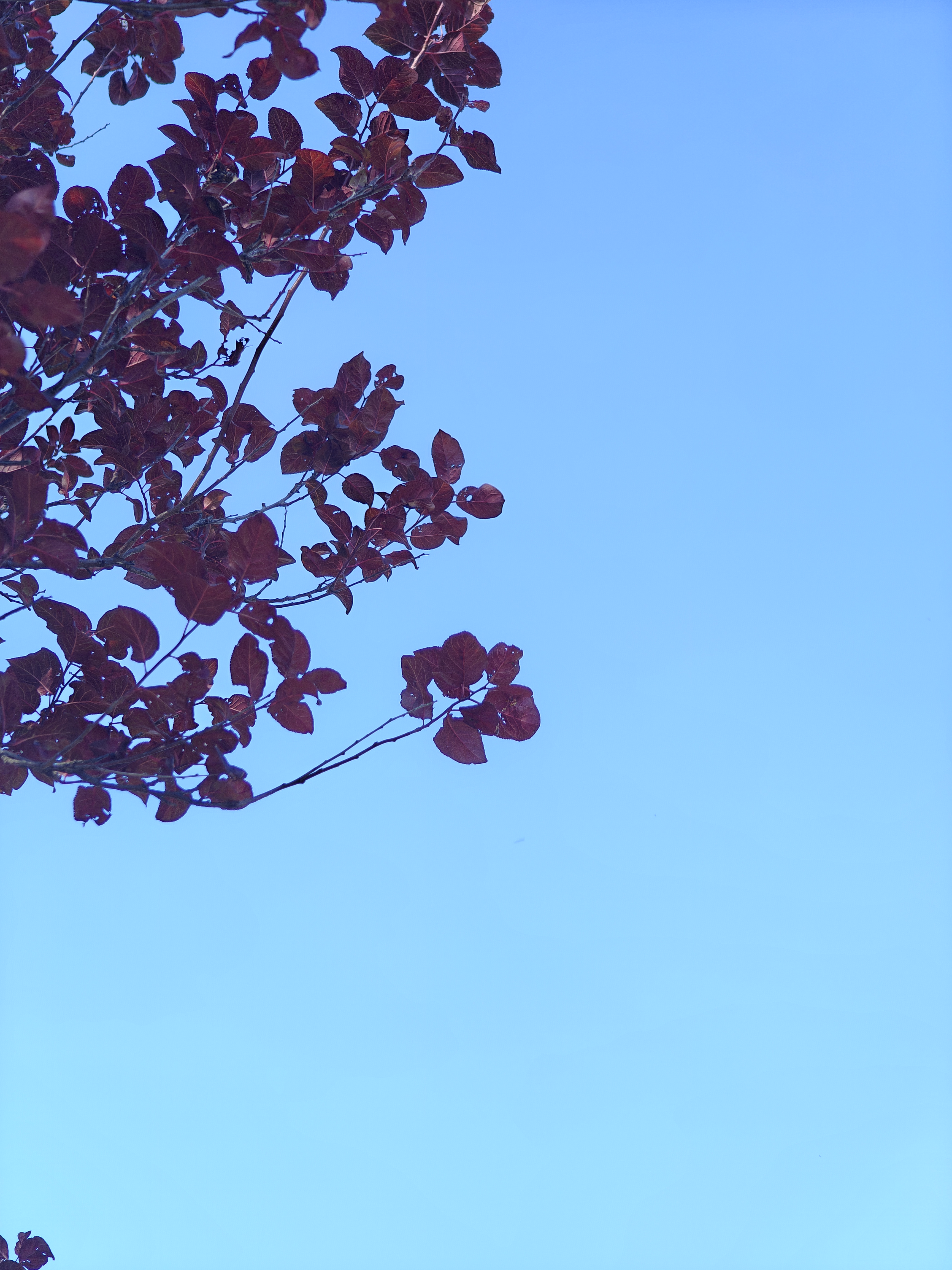 red leaves; blue sky; autumn; fall