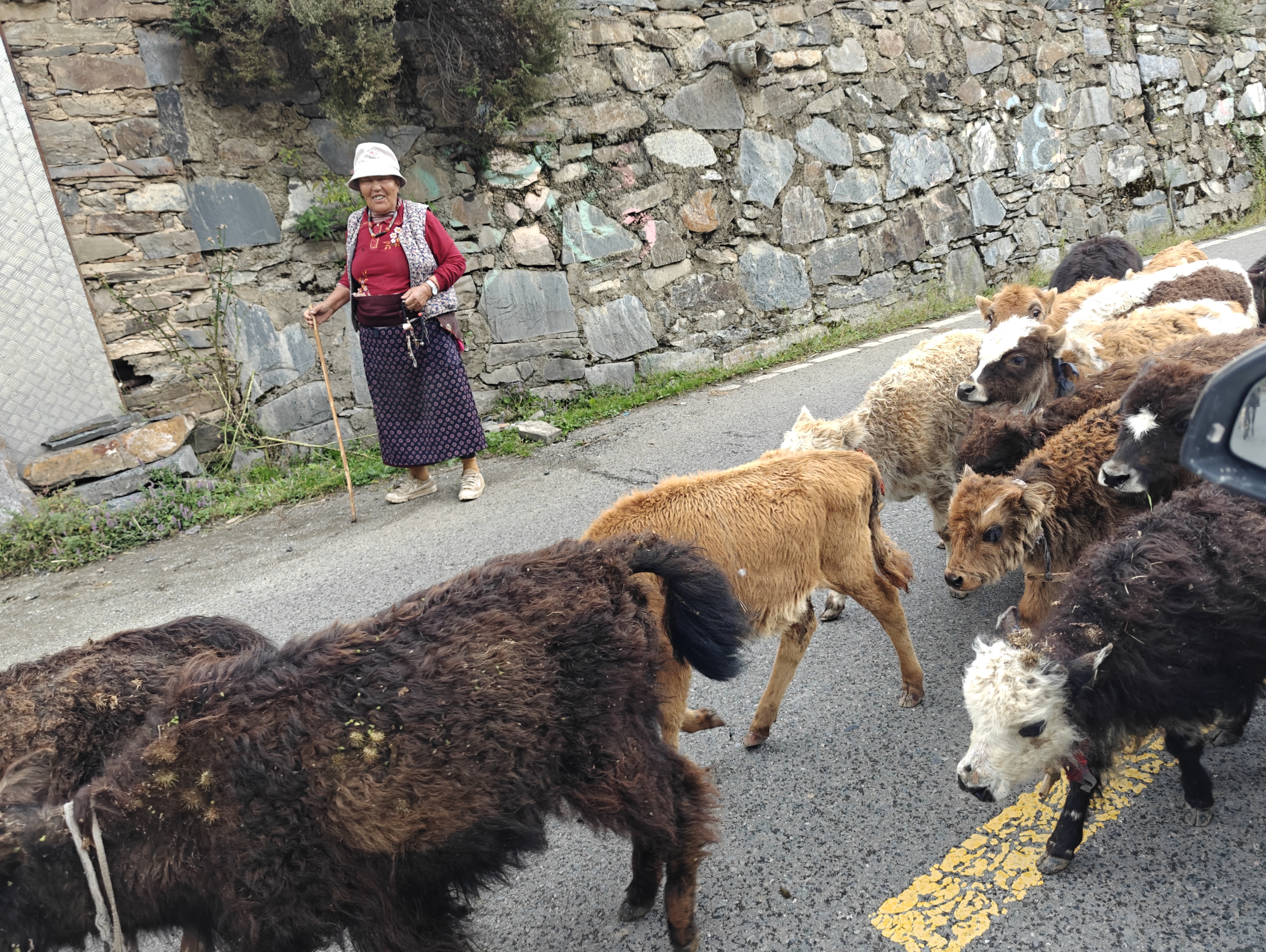 tibetan; yak; 藏民; 牦牛; 牛犊
